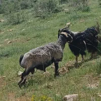 قوچ