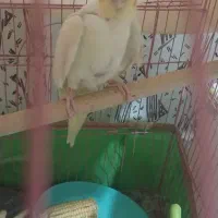 عروس هلندی با جوجه