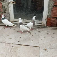 کبوتر طوقی|پرنده|مریوان, |دیوار