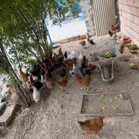 مرغ و خروس تخم گذار