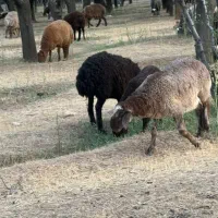 بره و‌گوسفند و میش آبستن  دماوند جاده وادان