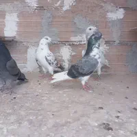 کفتر‌پرش‌ومسافتی