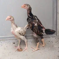 جوجه اوشامو پشت آتیشی نسل معتبر