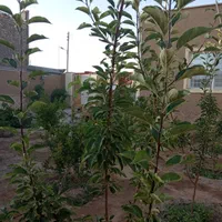 اجاره روزانه خونه باغ|اجارهٔ کوتاهمدت ویلا و باغ|کاشان, خزاق|دیوار