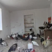 مرغ گلین|حیوانات مزرعه|مشهد, کارده|دیوار