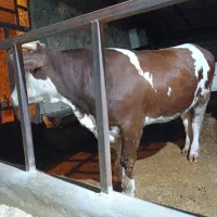 گوساله پروار