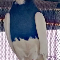 کبوتر نر طوقی مشکی کاکل روزگاری همه چیز تموم