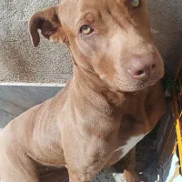 پیت بول|سگ|معصومیه, |دیوار