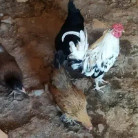 مرغ وخروس گلین