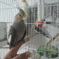 عروس هلندی ماده سرلاکی