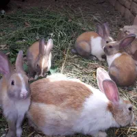 خرگوش