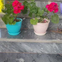 گل شمعدانی