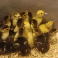 جوجه اردک اسرائیلی