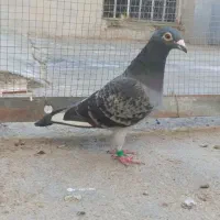 ماده مسافتی عربستان