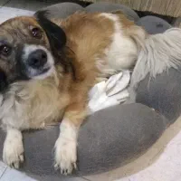 پانسیون  درمانی و نگهداری حیوانات خانگی شبانه روزی