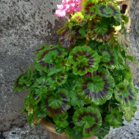 گلهای زیبا وشمعدانی چهار  نوع گل میده هر ک ۳۰۰|گل و گیاه طبیعی|خوی, |دیوار