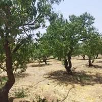 فروش زمین ۲۷۰۰ متری در شهرکرد پل زمانخان|فروش زمین و ملک کلنگی|اهواز, زیتون کارمندی|دیوار