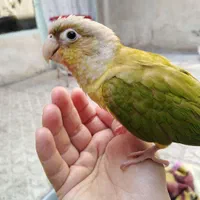 طوطی گرینچیک گمشده در قائمیه کوچه 21/1|حیوانات|اسلام‌شهر, شهرک قائمیه|دیوار