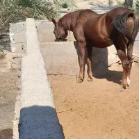 مادیان بجنگ