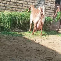 بز شیرا|حیوانات مزرعه|تربت‌حیدریه, پائین ولایت|دیوار