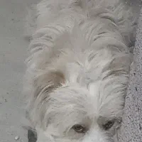 سگ پاکوتاه|سگ|گلبهار, شهر جدید گلبهار|دیوار