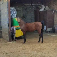 نریون عرب کرد