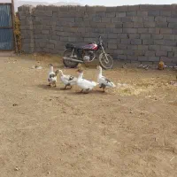 فروش غاز و اردک اسرائیلی|حیوانات مزرعه|بالا ولایت, |دیوار