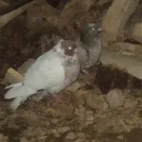 المانی بروش