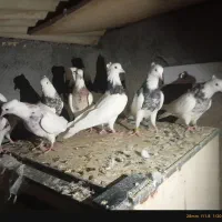 کبوترطوقی پاک