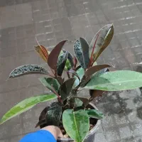 تعویض گلدون|گل و گیاه طبیعی|تربت‌حیدریه, قائم|دیوار