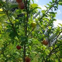 باغ فروشی|فروش خانه و ویلا|کشکسرای, |دیوار