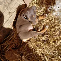 سگ.|سگ|رشت, پل تالشان|دیوار