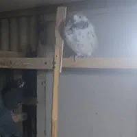 12عدد کبوتر یکجا دونه 150|پرنده|محلات, |دیوار