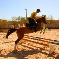 مادیان پرشی ترکمن|اسب و تجهیزات اسبسواری|تهران, خلیج فارس|دیوار