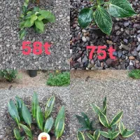 سانسوریا|گل و گیاه طبیعی|رشت, کوی طالقانی|دیوار