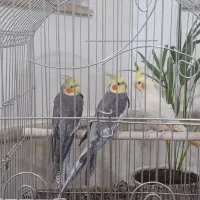 3 عدد عروس هلندی