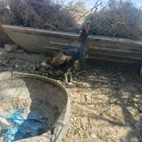 دو عدد بلقمون ماده چاق