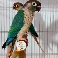 فروش انواع پرنده و لوازم درفروشگاه کاکادو سنندج|پرنده|سنندج, |دیوار