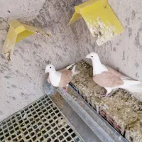 کبوتر|پرنده|شاهین‌شهر, گرگاب|دیوار