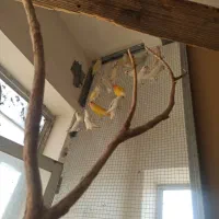 فروش جفت مولد عروس هلندی و برزیلی|پرنده|جهرم, |دیوار