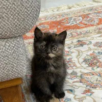 واگذاری بریتیش شورت هیر|گربه|گنبد کاووس, |دیوار