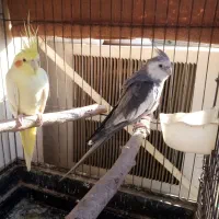 عروس هلندی مولد|پرنده|شوشتر, |دیوار