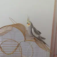 عروس هلندی سرحال و سالم