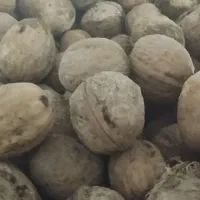 فروش گردو