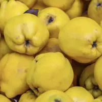 فروش به رسیده وزرد ،سیب سبز