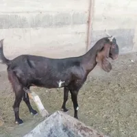 دو بز پاکستانی دوقلو زا با کهره|حیوانات مزرعه|شیراز, داریان|دیوار