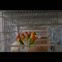 کوتوله مولد، ملنگو، قفس|پرنده|جم, |دیوار