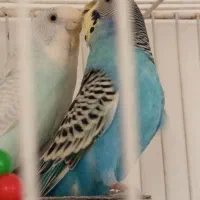 مرغ عشق