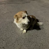 سگ پاکوتاه|سگ|شهریار, شهریار|دیوار