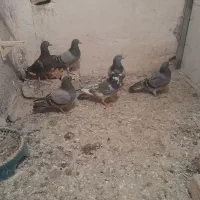 سلام دونه ۲۰۰ همه باهمه ۳ تا نر و ۳ تا ماده